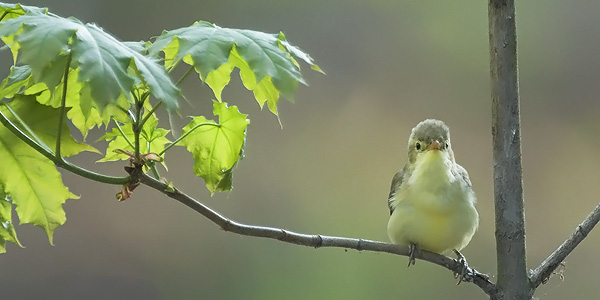 Kultarinta, Icterine Warbler, Hippolais icterina